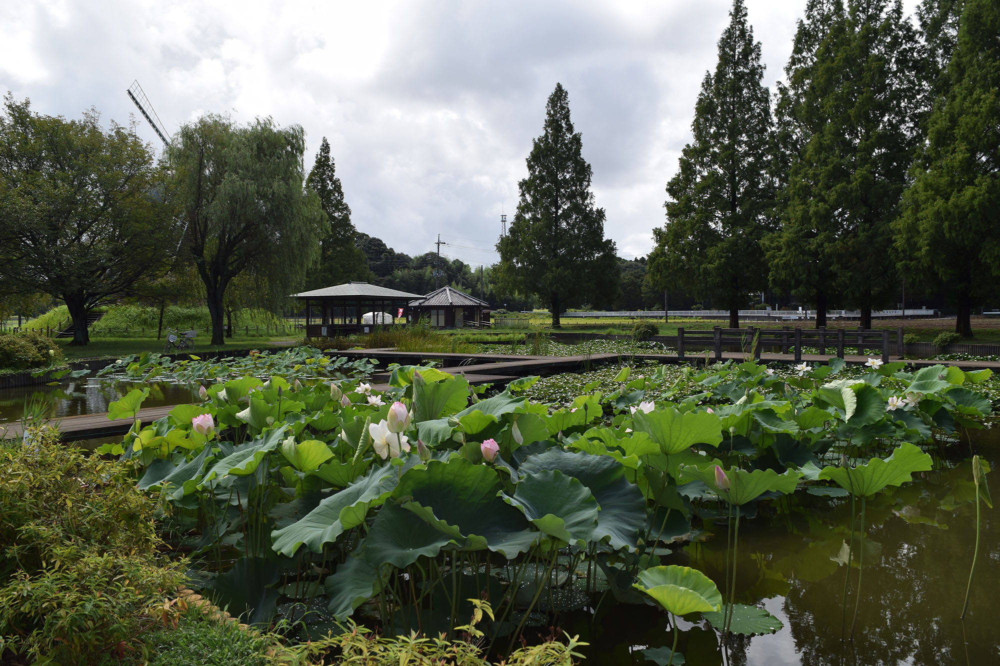 蓮池の写真